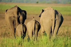 Corbett: 80201472 Asian / Indian Elephants - adults and young