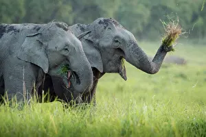 Corbett: 80201473 Asian / Indian Elephants - feeding Corbett