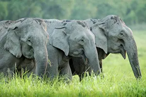Corbett: 80201474 Asian / Indian Elephants - feeding Corbett