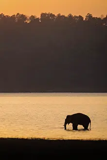 Corbett: 80201475 Asian / Indian Elephant - in the Ramganga