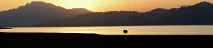 Corbett: 80201476 Asian / Indian Elephant - in the Ramganga