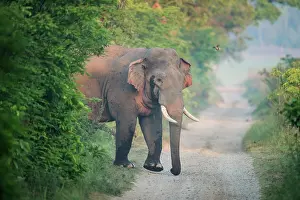 Corbett: 80201477 Asian / Indian Elephant - tusker with red