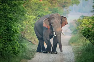 Corbett: 80201478 Asian / Indian Elephant - tusker with red