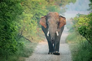 Corbett: 80201479 Asian / Indian Elephant - tusker with red