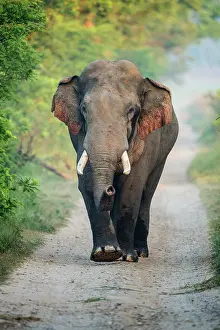 Corbett: 80201480 Asian / Indian Elephant - tusker with red