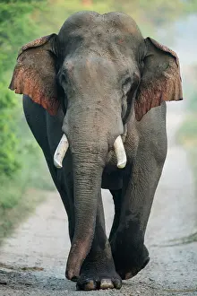 Corbett: 80201481 Asian / Indian Elephant - tusker with red