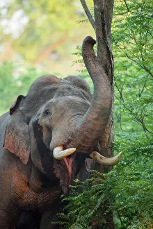 Corbett: 80201483 Asian / Indian Elephant - tusker with red