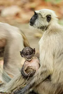 Corbett: 80201484 Grey Langur / Hanuman - adult with young
