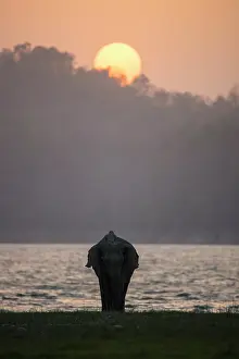 Banks: 80201486 Asian / Indian Elephant - on the banks
