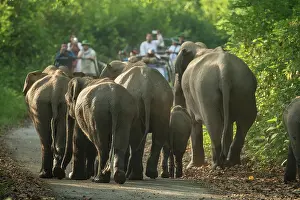 Corbett: 80201487 Asian / Indian Elephant - watched by tourists