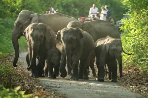 Corbett: 80201488 Asian / Indian Elephant - watched by tourists