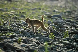 Corbett: 80201489 Rhesus Monkey Corbett National Park, India