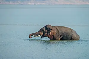 Corbett: 80201490 Asian / Indian Elephant - tusker in the