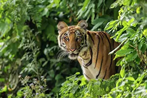 Royal: 80201491 Royal Bengal Tiger - in the Sal forest