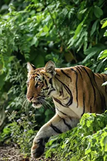 Hunter: 80201492 Royal Bengal Tiger - in the Sal forest