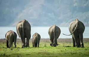 Banks: 80201493 Asian / Indian Elephant - on the banks