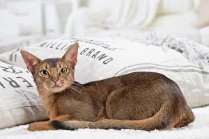 Abyssinian: 80201494 Cat - Abyssinian Jean-Michel Labat All