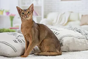 Abyssinian: 80201495 Cat - Abyssinian Jean-Michel Labat All