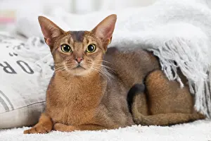 Abyssinian: 80201496 Cat - Abyssinian Jean-Michel Labat All