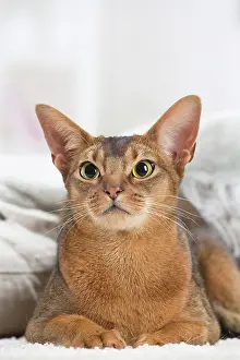 Abyssinian: 80201497 Cat - Abyssinian Jean-Michel Labat All