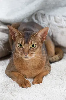 Abyssinian: 80201498 Cat - Abyssinian Jean-Michel Labat All