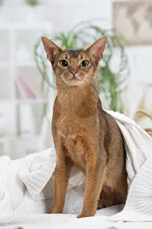 Abyssinian: 80201499 Cat - Abyssinian Jean-Michel Labat All