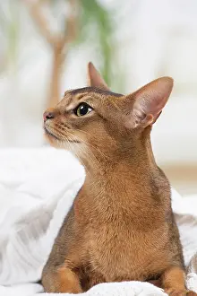 Abyssinian: 80201501 Cat - Abyssinian Jean-Michel Labat All