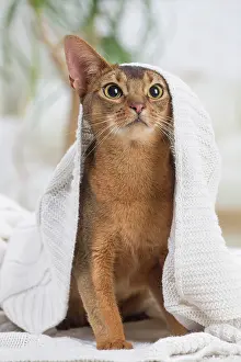 Abyssinian: 80201502 Cat - Abyssinian Jean-Michel Labat All