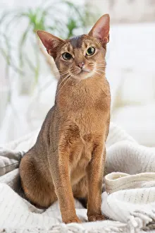 Abyssinian: 80201503 Cat - Abyssinian Jean-Michel Labat All