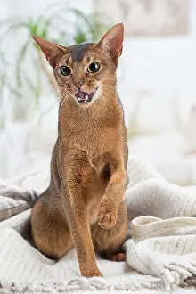 Abyssinian: 80201504 Cat - Abyssinian Jean-Michel Labat All