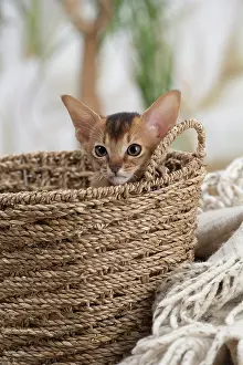 Abyssinian: 80201505 Cat - Abyssinian kitten Jean-Michel Labat