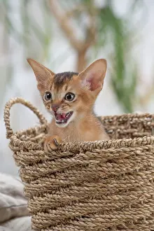 Abyssinian: 80201506 Cat - Abyssinian kitten Jean-Michel Labat
