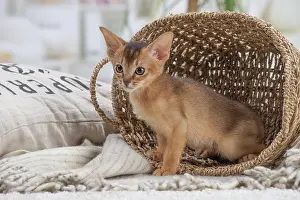 Abyssinian: 80201507 Cat - Abyssinian kitten Jean-Michel Labat