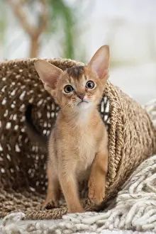 Abyssinian: 80201508 Cat - Abyssinian kitten Jean-Michel Labat