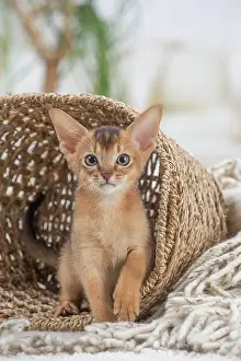 Abyssinian: 80201509 Cat - Abyssinian kitten Jean-Michel Labat