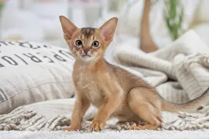 Abyssinian: 80201510 Cat - Abyssinian kitten Jean-Michel Labat