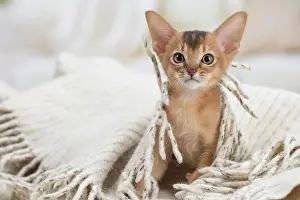 Abyssinian: 80201511 Cat - Abyssinian kitten Jean-Michel Labat