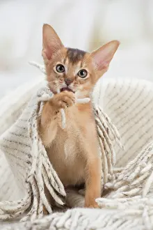 Abyssinian: 80201512 Cat - Abyssinian kitten Jean-Michel Labat