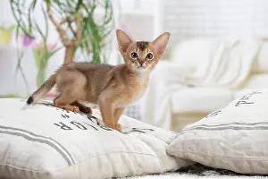 Abyssinian: 80201513 Cat - Abyssinian kitten Jean-Michel Labat