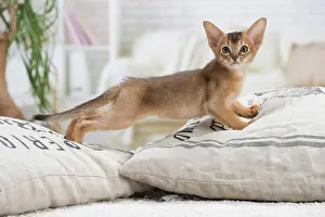 Abyssinian: 80201514 Cat - Abyssinian kitten Jean-Michel Labat