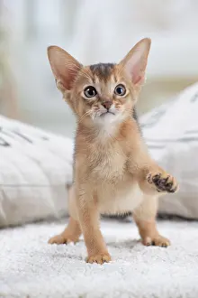 Abyssinian: 80201515 Cat - Abyssinian kitten Jean-Michel Labat