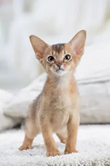 Abyssinian: 80201516 Cat - Abyssinian kitten Jean-Michel Labat