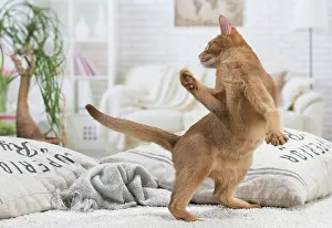 Abyssinian: 80201517 Cat - Abyssinian Jean-Michel Labat All