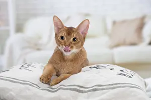 Abyssinian: 80201518 Cat - Abyssinian Jean-Michel Labat All