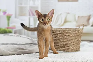 Abyssinian: 80201519 Cat - Abyssinian Jean-Michel Labat All