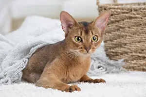 Abyssinian: 80201520 Cat - Abyssinian Jean-Michel Labat All
