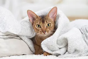 Abyssinian: 80201521 Cat - Abyssinian Jean-Michel Labat All