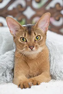 Abyssinian: 80201522 Cat - Abyssinian Jean-Michel Labat All