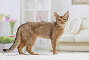 Abyssinian: 80201523 Cat - Abyssinian Jean-Michel Labat All