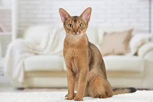 Abyssinian: 80201524 Cat - Abyssinian Jean-Michel Labat All